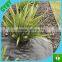90gsm-140gsm black/green PP ground cover,weed barrier Fabrics, weed mat in strawberry garden