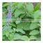 Coleus Forskohlii Extract