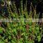 Ocimum sanctum extract