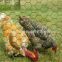 chicken wire mesh  FACTORY