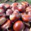 Chestnut style roasted peeled chestnut snacks