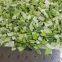 Organic freeze dried leek