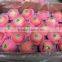 2015 crop Chinese fresh fuji apple