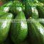 BEST SELLING FOR FRESH AVOCADO FRUIT FROM VIET NAM