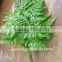 High Quality Leaf Fern Import From China Fresh Cut Tropical Foliage