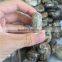 Natural Mini Ammonite Fossil Slices Crystal Stones Ornaments