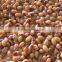 400g canned food black eye beans in Brine Cheap wholesale Canned black eye beans 400G
