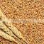 Soft Milling Wheat