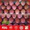 China red chief apple export to france