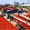 tomato paste with good quality fresh tomato paste