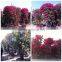 Small Medium Big Size Multicolor Blooming Bougainvillea Spectabilis Willd of Decorative Ornamental Outdoor Indoor Bonsai Plants