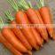 Chinese Fresh Carrot in Bottom Price