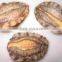 High quantity abalone dry and sterilizing microwave machine