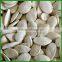 Chinese Best Quality and Cheap Snow White Pumpkin Seeds for Sale