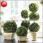 Decorative potted boxwood ball topiary