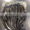 For BBQ 2-4 kgs Frozen Giant Squid Tentacles
