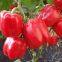 Hybrid Sweet Pepper Seeds Red Pepper Vegetable Seeds No.14