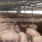 prefab steel structure construction for pig farm shed house building