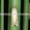 Monosultap + Bt striped rice borer  killing with products safely