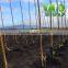 long bamboo pole Agricultural support bamboo