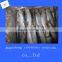China Shandong frozen sardine