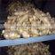 Old Ginger Variety and EXPORT Certification GINGER MATURED 9 MONTHS OLD