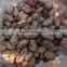 china best dry light speckled beans for sale