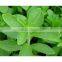 Natural Sweetner Stevia Extract Dispensers