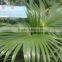 Ornamental Plant Livistona Chinensis