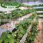 kohlrabi Planting trough to improve agricultural production tool