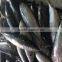 Whole Round Frozen Bonito Tuna