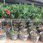 Camellia Japonica Tree Plant