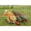 Galvanization Wire Chicken Cage