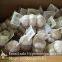 New Crop Fresh Jinxiang Normal White Garlic 5cm And Up In Carton Box Packing