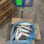Pacific Mackerel 100-200