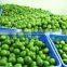 FRESH LIME WITH BEST PRICE AND GOOD QUALITY