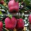 Chinese Fresh Sweet Huaniu Apple With Good Quality
