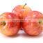 2015 new crop fresh sweet gala apple with good quality for sale