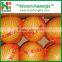 Fresh fruits/Chinese fruits/Fresh honey pomelo for sales