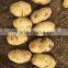 2015 Autumn Crop Potato
