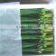 2015 new arrival hot sale fresh onion flowers from professional factory