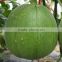 Hybrid green sweet melon for sale cui mi F1