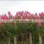 High Quality Crape Myrtle Seeds For Growing