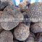 Frozen Black Truffle Grade A
