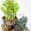 Home Decoration Bonsai Tower Lucky Bamboo