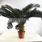SJ0301115 Artificial cheap cycads plant