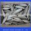 good quality frozen horse mackerel fish