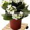 china gardening tool products wholesale home flat cart