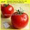 100% Natural tomato powder extract/tomato flavor powder/tomato powder