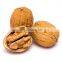Walnuts amber light color white walnut roasted and raw in shell and kernel for Turkey and Italy brokerage